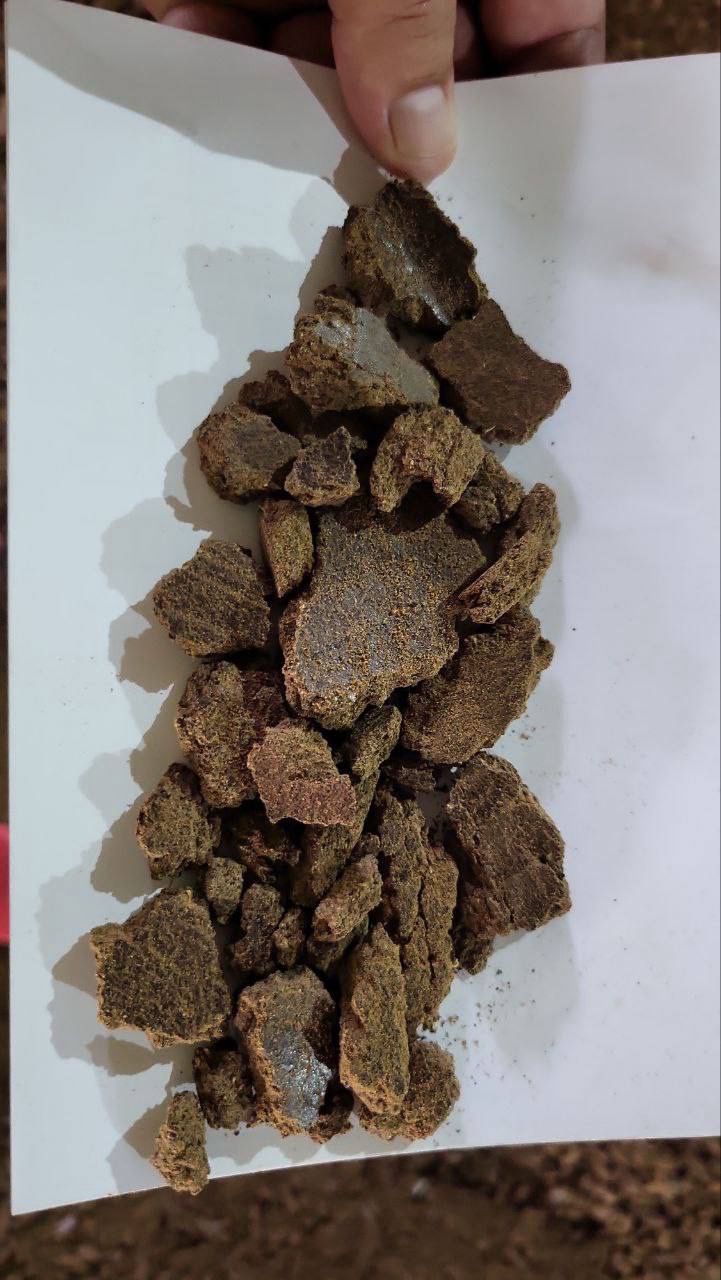 Makuch rzepakowy